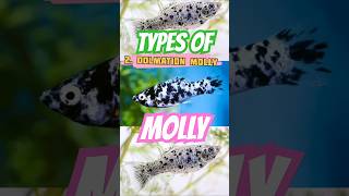 Types 💢 of Molly fishes 🐠 💫🪴 [upl. by Aihsein]