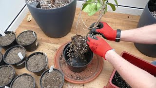 Transplanting My Madagascar Jasmine And Pruning My Frangipani [upl. by Yancy]