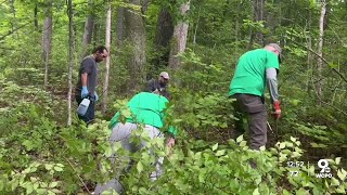 The war on honeysuckle How Great Parks is tackling this invasive plant and how you can too [upl. by Yntrok]