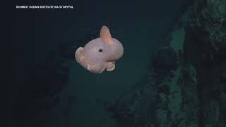 More Than 100 New Species Found on Underwater Mountains in South Pacific Researchers Say [upl. by Ahsinyd]