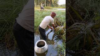 Small Fish Tarp fishing fishtrap fishing love villagefishing love shorts viralvideo [upl. by Craddock]