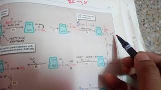 FATTY ACID SYNTHESIS in easiest way part 2main process [upl. by Matthew295]