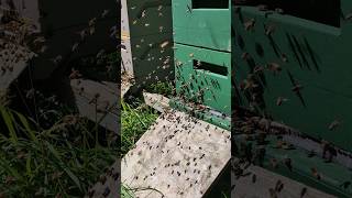 Starke Bienenvölker Ligustica Jungbienen fliegen sich ein [upl. by Kazmirci298]