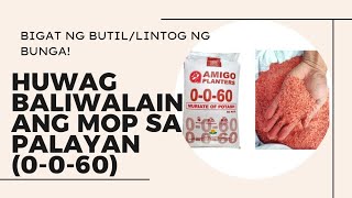 EPEKTO NG MURIATE OF POTASH SA PALAY NATIN 0060 Huwag baliwalain [upl. by Baggs]