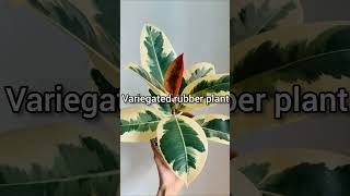 Indoor plants that will increase aesthetic value of your house shorts shortsfeed shortvideo [upl. by Warfore]