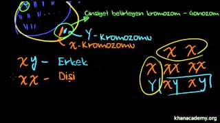 Cinsiyet Nasıl Belirlenir Cinsiyete Bağlı Özellikler Biyoloji  Genetik [upl. by Laurette]