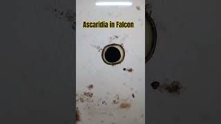 Ascaridia in Falcon viralshort birds fun media [upl. by Oralia997]