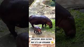 Moo Deng is imitating her mother eating but its so strange [upl. by Jeritah]