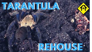 Tarantula rehouse  Cyriopagopus lividus  cobalt blue [upl. by Nerrad]