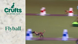 Flyball Last 16  Crufts 2024 [upl. by Perlie]