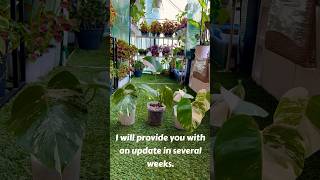 Propagate Monstera Albo in Perlite monsteraalbo propagation plantcommunity [upl. by Ardnaxila]