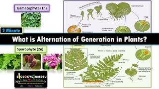 What is Alternation of Generations in Plants Sporophyte vs Gametophyte with examples [upl. by Torray]