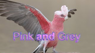 Galah  the pink and grey [upl. by Dombrowski480]