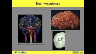 A Perfused Blood Brain Barrier on a Chip  Lecture by Dr Christopher Hughes [upl. by Oiramej]