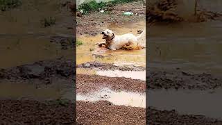 Dog Enjoys Playing in Mud And Makes Mess  1498743 [upl. by Edia993]