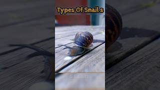 🤯Types of Snails 🗿 Otala Punctata Snail 🔥 Prat5 🦀  shorts viral trand ytshorts tranding [upl. by Yemirej623]