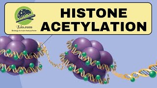 Histone Acetylation  Histone  Biodotcom  histone CSIR DBT GATE [upl. by Elahcim]