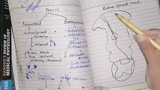 Rubrospinal tract pathway and function guyton 56 part 3 Control of Motor functions [upl. by Cordie]