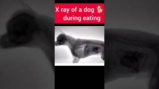 X ray of a dog during eating🐕shorts dog doglovers 3danimation [upl. by Thurmond]