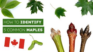 How To Identify 5 Common Maples [upl. by Worrad]