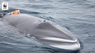 First Camera To Ever Be Attached to a Minke Whale  WWFAustralia [upl. by Obel]