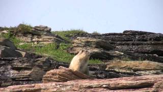 Hoary marmot call [upl. by Katerina]