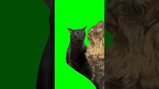 Black Cat Zoning Out Meme Green Screen [upl. by Weintrob]