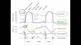 Wiggers Diagram [upl. by Gromme]