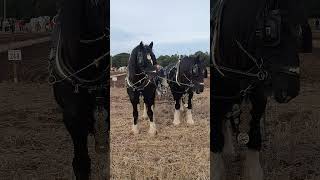 Traditional Horse Ploughing at the 73rd British National Ploughing Championships 13th October 2024 [upl. by Nielsen]