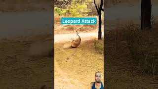 Leopard attack dog nature wildlife leopard and dog youtubeshorts [upl. by Redlac275]