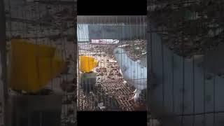 pigeons new YouTube video  2023 global status viral pigeon [upl. by Secor]