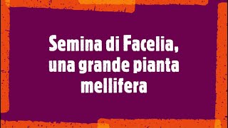 Semina di Facelia e considerazioni su altre piante [upl. by Plerre]