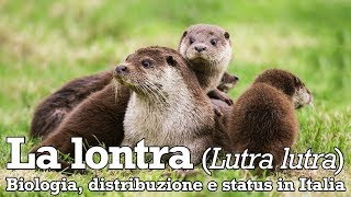 La lontra  biologia distribuzione e status in Italia [upl. by Aeriell]