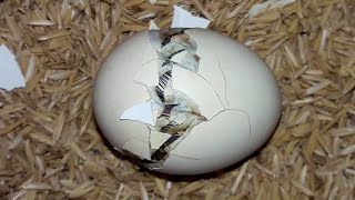 HATCHING BACKYARD CHICKEN EGGS  HOMESTEAD  INCUBATING EGGS  CHICKS HATCHED  YOU CAN DO THIS [upl. by Esenwahs]