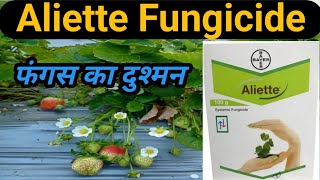 Aliette Fungicide। Bayer Aliette Fungicide। Aliette। Aliette Fungicide Uses in Hindi। Aliette Bayer। [upl. by Beall173]