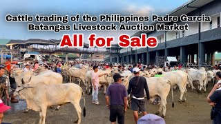 Price of cattle livestock auction market batangas philippines  quilting ganador at torete [upl. by Eneleuqcaj569]