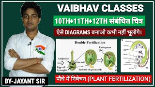 Fertilization in AngiospermsDouble fertilizationImportant diagram and concepts of Fertilization [upl. by Naylor]