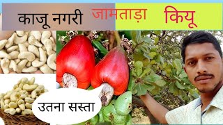 काजू नगरी जामताड़ाउतना सस्ता होगा काजूकतली काजू [upl. by Itsuj]