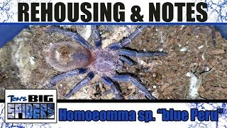 Homoeomma sp quotblue Peruquot Husbandry Notes [upl. by Htiekram]