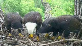 DECORAH EAGLES 🐣🐣🐣 OH NO SUPERMOMS QUICK REACTION ◕ EAGLETS AT NINE WEEKS ◕ AWESOME JOB MOM [upl. by Sivert]