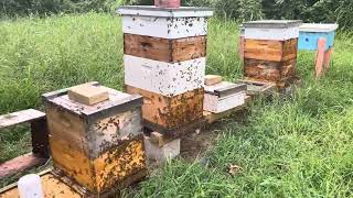 GREEN APIARY Part 3 of 3 Recap Failures surprises [upl. by Orrin]