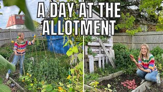 PLANTING SOME AUTUMN BRASSICAS  ALLOTMENT GARDENING FOR BEGINNERS [upl. by Drislane]