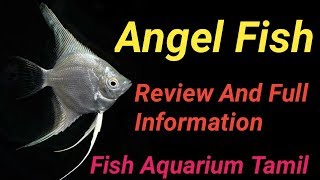 Angel Fish பற்றி தெரிஞ்சிகோங்க cost  type  gender Full Information In Tamil Fish Aquarium Tamil [upl. by Sheaff]