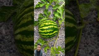 😱 what is that watermelon fruit watermelone watermeloncake [upl. by Norek]