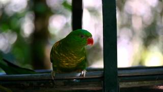 Scalybreasted Lorikeet Trichoglossus chlorolepidotus  Schuppenlori 1 [upl. by Drain]