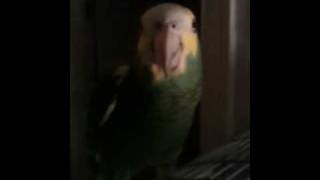 Woody the Parrot [upl. by Anelis]