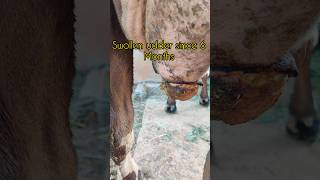 Treatment of Chronic Mastitis in Cattle for 6 months  Homeopathy treatment  shorts 🐄mastitis [upl. by Jobina849]