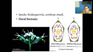 Umbelliferae or Apiaceae Family features [upl. by Orvie]