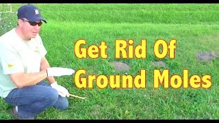 How To Get Rid of Ground Moles [upl. by Holtorf]