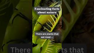 This Plant Eats Meat – Truly MindBlowing X Nature fact nature animals [upl. by Diaz736]